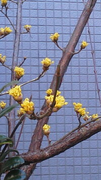 春の花木で 黄色の小さなくしゃくしゃしたような花を咲かす木はなんという Yahoo 知恵袋