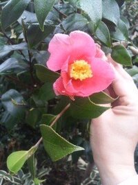 この赤い椿は何という種類 品種 かと思われますか 写真の赤色の椿 Yahoo 知恵袋