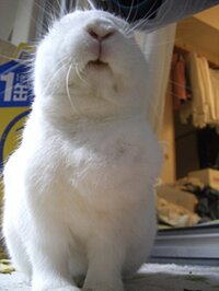 うさぎの病気について質問です 我が家のうさぎは今年で大体７歳 Yahoo 知恵袋