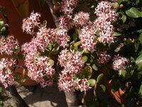 ジンチョウゲは秋や冬にも咲きますか 冬に咲いた場合春の開花は難しいで Yahoo 知恵袋