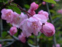 中学2年生です 恋の短歌 五七五七七 教えてください できたら Yahoo 知恵袋