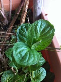 ハーブを育てていますが土にカビが生えてきました ４月 Yahoo 知恵袋