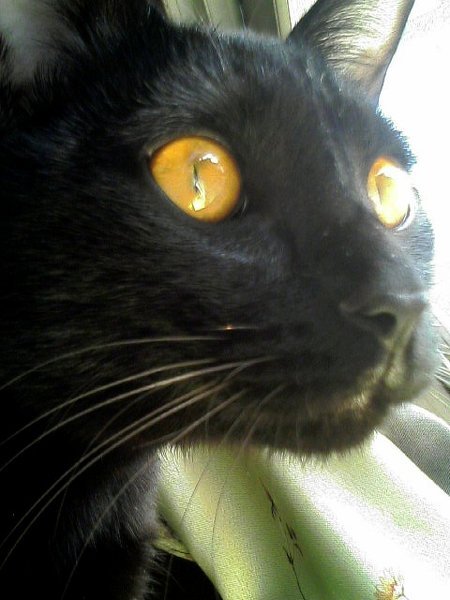 猫ちゃんの鼻の頭をペロッってすることないですか？チュッてする時に 