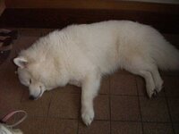 犬とアロマアロマを焚くのが大好きだったのですが 犬を飼い始めてからはや Yahoo 知恵袋