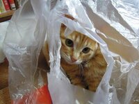 飼い猫がクッションではなく スーパーのビニール袋の上で寝ます Yahoo 知恵袋