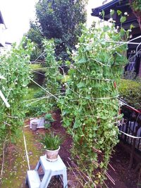 プランターの家庭菜園でトマトを作っていますが 連作障害か年々収穫が減 Yahoo 知恵袋