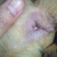 トリミングしてない犬は 肛門腺絞りも自然に出来てるんですかね Yahoo 知恵袋