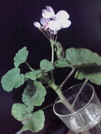 ナスの家庭菜園花が咲かない 経緯を説明します まず一番花と2番目の花 Yahoo 知恵袋