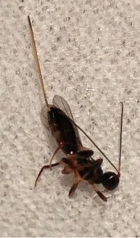 最近よくリビングで捕獲します 体長は針も合わせて1ｃｍくらいです 画像 Yahoo 知恵袋