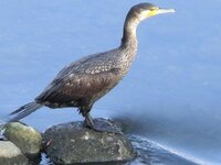 鵜飼の鵜は川鵜 海鵜どちらですか また どこから入手するかわかりませんが高 Yahoo 知恵袋