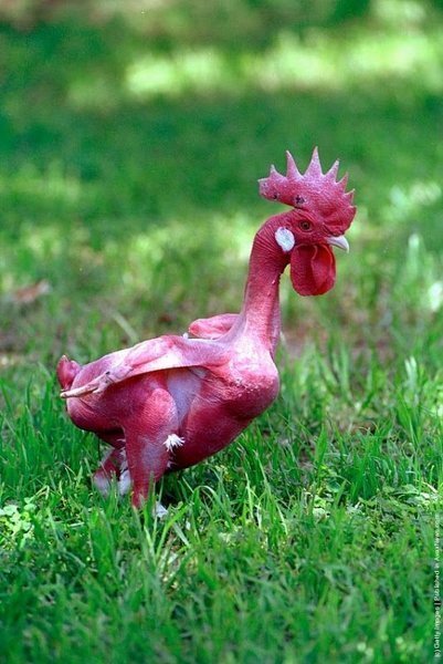 羽無しのブロイラーの鶏は美味しいですか 鳥の唐揚げとか Yahoo 知恵袋