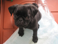 ４ヶ月のパグです トイレで寝てしまいます ケージの中にトイレとベットを入れ Yahoo 知恵袋