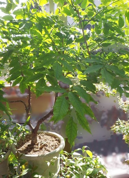 藤の花が咲かない 鉢植えの藤の花を購入して数年経ちました 水を欠か Yahoo 知恵袋