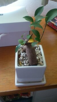 ガジュマルの樹 部屋にガジュマルの樹をおくようになってから Yahoo 知恵袋