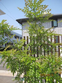 庭のｼﾏﾄﾈﾘｺ 4ｍ弱 が原因だと思いますが庭中あちこちからｼﾏﾄﾈﾘｺの芽 Yahoo 知恵袋