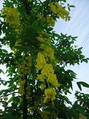 藤に似た黄色の花を咲かせるこの木は何という木でしょうか御存じの方教えて Yahoo 知恵袋