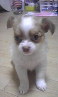 チワワの交配で産まれる毛色について チワワのチョコタンと レッド またはフォ Yahoo 知恵袋