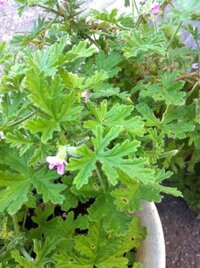 植物の名前を教えてください 触るといいにおいがするのでハーブ Yahoo 知恵袋