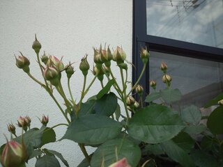 この薔薇の写真の場合は花が終わったらどこで切るのか 五枚葉の上で切るっ Yahoo 知恵袋