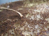 絵具でピンクベージュ色の作り方 シェリーメイに似た色を作り Yahoo 知恵袋