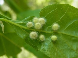 エゴノキについていました 虫こぶではないかと思いまが どうでしょうか Yahoo 知恵袋