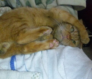 猫の血統書の猫名の欄に Twinklecat Sruta と書いてます Yahoo 知恵袋