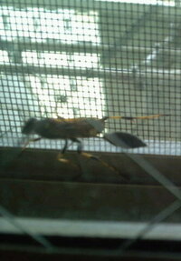 急ぎ回答願います 部屋に足の長い蜂 が壊れた網戸の隙間から侵入したのですが 窓を 教えて 住まいの先生 Yahoo 不動産