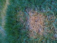 今年のgwに植えた芝生が最近変色してきました これは病気なの Yahoo 知恵袋