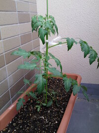 トマト支柱（3年使用）譲ります