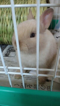 ウサギ ネザーランドドワーフ について質問です オレンジより Yahoo 知恵袋