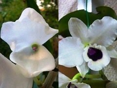 デンドロビューム ユキダルマキング に変な花が咲きました 普通なら右の Yahoo 知恵袋