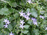 青い花星の形 この花の名前を知っている方教えてください Yahoo 知恵袋