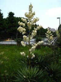 この花の名前を教えてください 道端で高さ2mの棒状の芯に杏の Yahoo 知恵袋