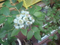 庭に金木犀を植えたいのですが とても大きくなる木だということで思 Yahoo 知恵袋