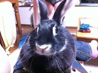 私はウサギを飼っているのですが 種類が分からないんです T Yahoo 知恵袋