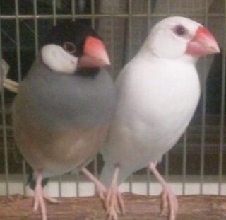 文鳥のオスとメスの見分け方を教えてください 大体飼い始めて１ Yahoo 知恵袋