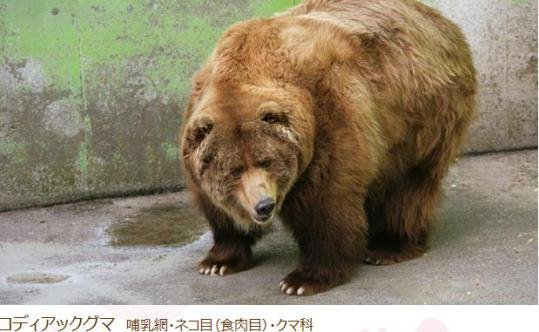 数種類のクマを入れたら共食いしますか コディアック ツ Yahoo 知恵袋