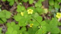 三つ葉に黄色い花が咲いてました カタバミかなぁ ご伝授ください もう Yahoo 知恵袋