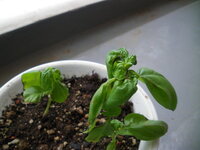 バジルの育て方まったくの初心者です 教えてください 3週間ほど前に鉢にバジルの Yahoo 知恵袋