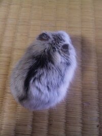 うちで飼っているジャンガリアンハムスターについての質問です Yahoo 知恵袋