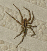 この蜘蛛の名前を教えてください 害は 無いですか 大きさ1 5ｃ Yahoo 知恵袋