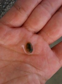田んぼの稲にこのような小さな貝がたくさん付きました この貝の名前が知り Yahoo 知恵袋