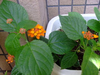 大葉のような葉に オレンジ色の花が咲きました この植物の名を Yahoo 知恵袋