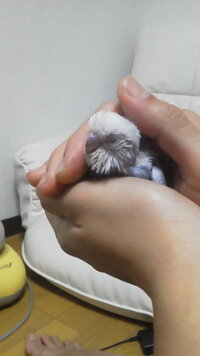 セキセイインコ雛３週間ほどのかわいい雛をかいましたとっても人 Yahoo 知恵袋