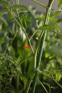 ナスの芽かき失敗しました 調子にのってトマトと同じように わ Yahoo 知恵袋