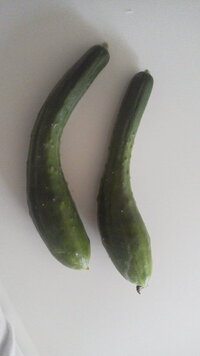 家庭菜園でキュウリを作ってますが 尻尾の方がみんな細くなります 肥料 Yahoo 知恵袋