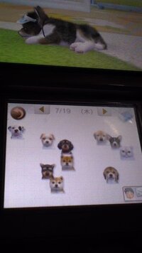 Nintendogs Catsで 木の枝 ペットボトル 全然出てこに Yahoo 知恵袋