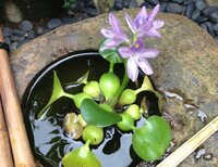 睡蓮鉢のホテイアオイが花を咲かせましたが 1日で枯れてしまいました 茎 Yahoo 知恵袋