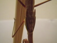 4日前ぐらいに捕まえたカマキリが捕まえたその日からほとんど餌を食べて Yahoo 知恵袋