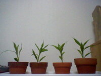 ニコ生の丸亀の竹本さんてほんとに死んじゃったんですか 恐らく Yahoo 知恵袋